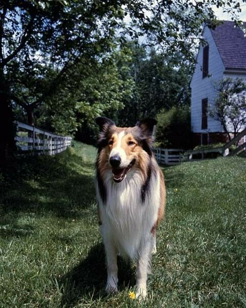 Lassie the movie's favorite dog rough collie in back yard 8x10 inch photo -  The Movie Store